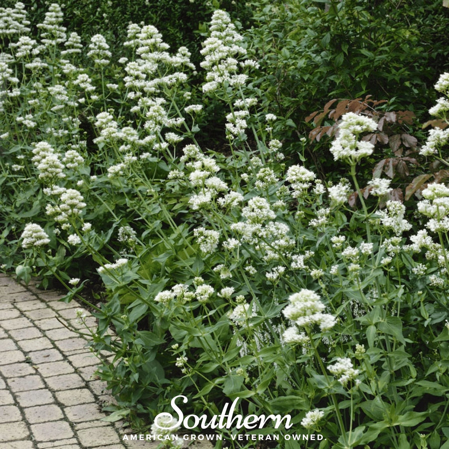 White Valerian Jupiter’s Beard