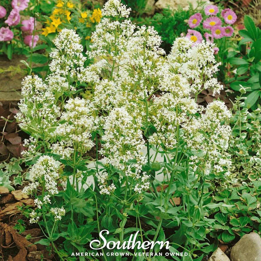 White Valerian Jupiter’s Beard