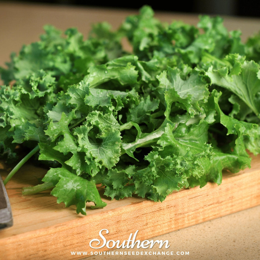 Dwarf Siberian Kale