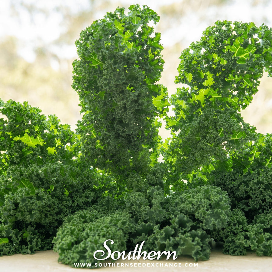 Dwarf Siberian Kale