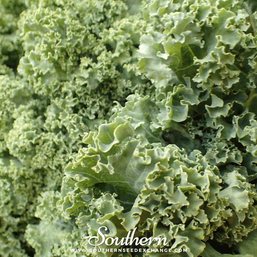 Dwarf Siberian Kale