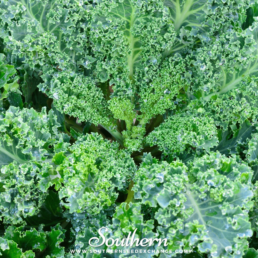 Vates Blue Scotch Curled Kale