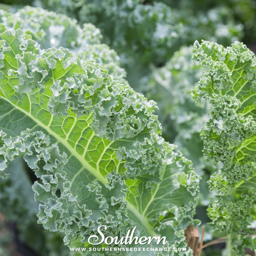 Vates Blue Scotch Curled Kale