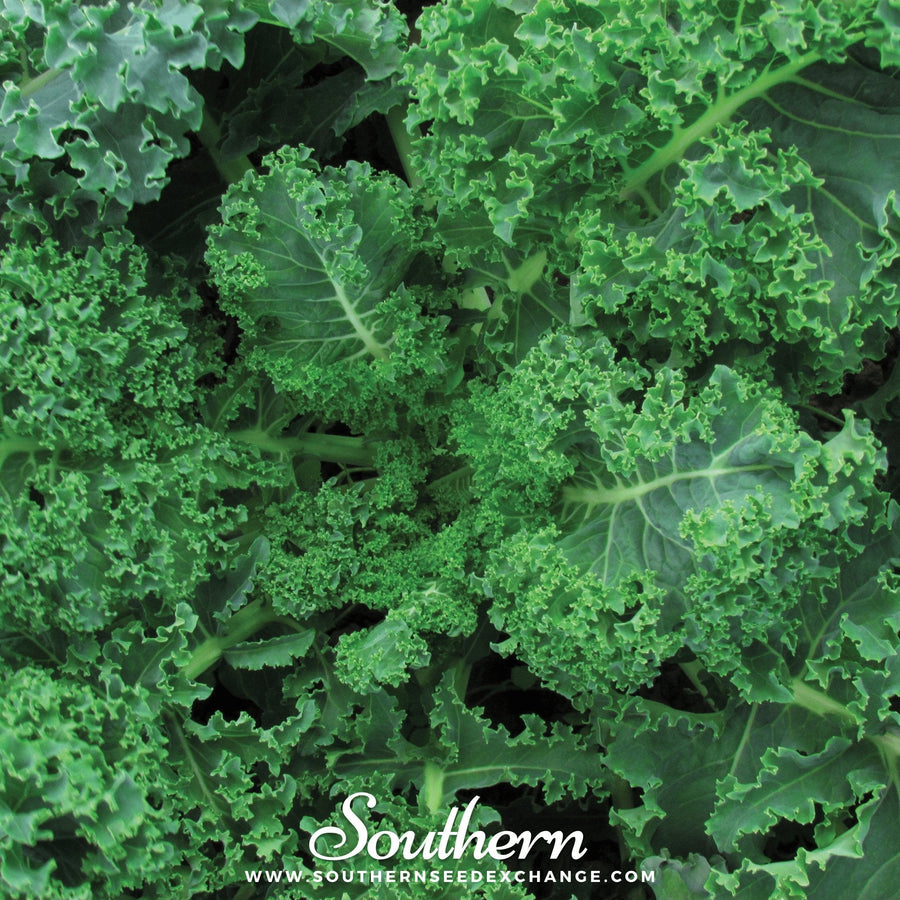 Vates Blue Scotch Curled Kale