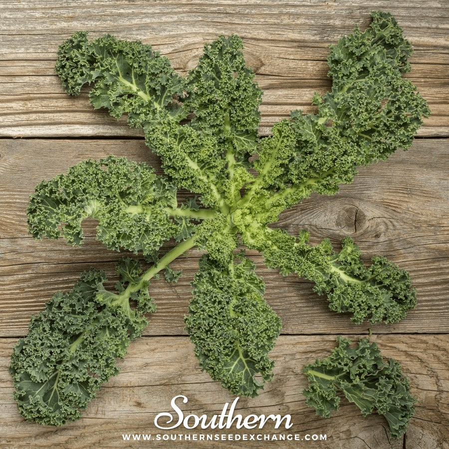 Vates Blue Scotch Curled Kale