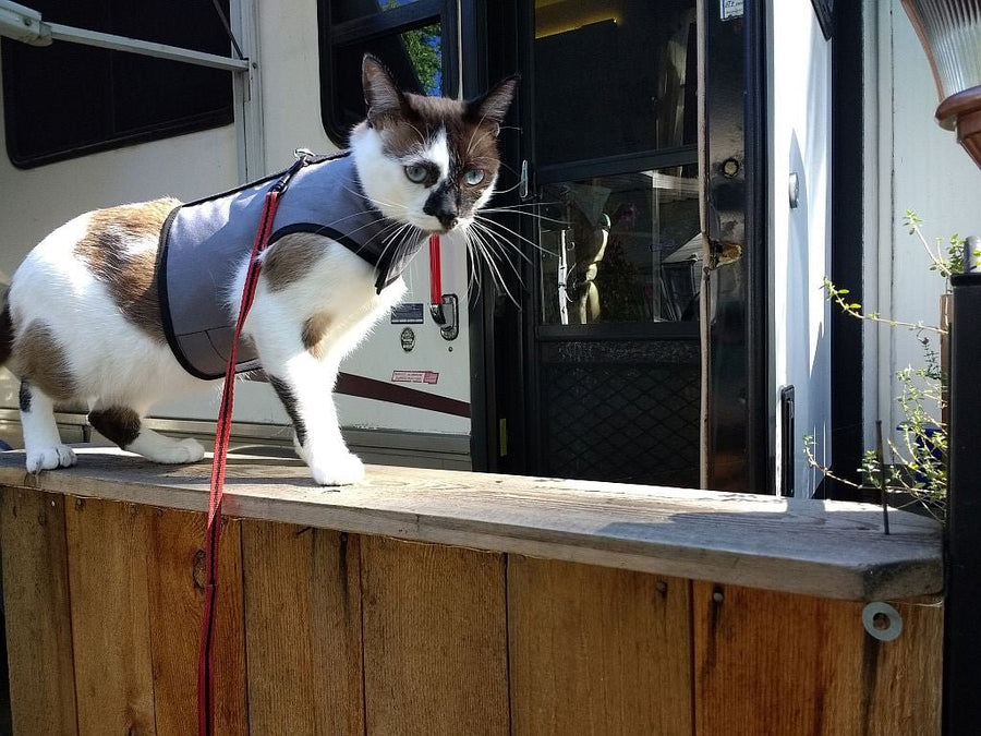 Kitty Holster® Escape-Resistant Cat Harness – Made in USA