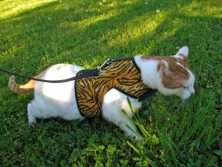 Kitty Holster® Escape-Resistant Cat Harness – Made in USA