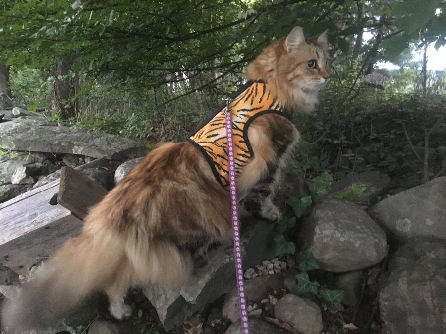 Kitty Holster® Escape-Resistant Cat Harness – Made in USA
