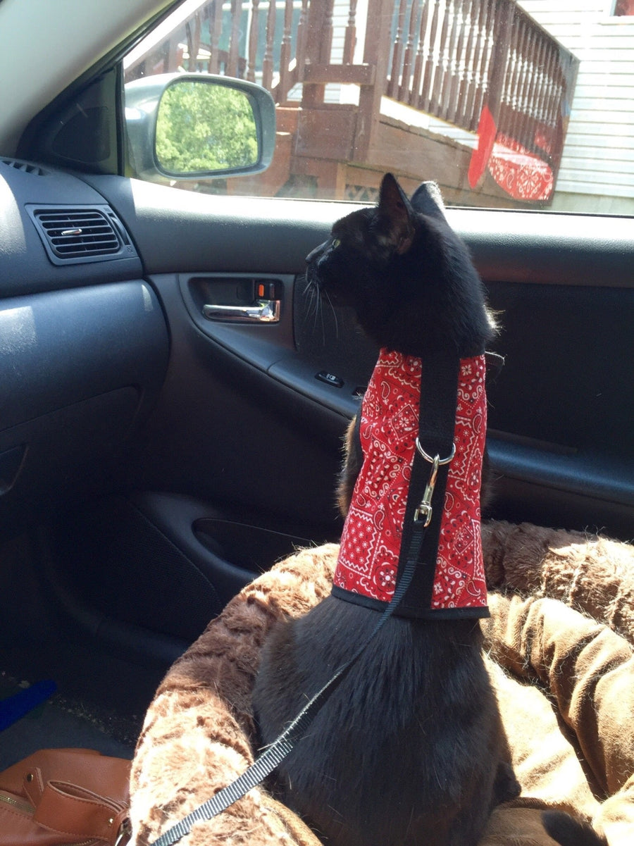 Kitty Holster® Escape-Resistant Cat Harness – Made in USA