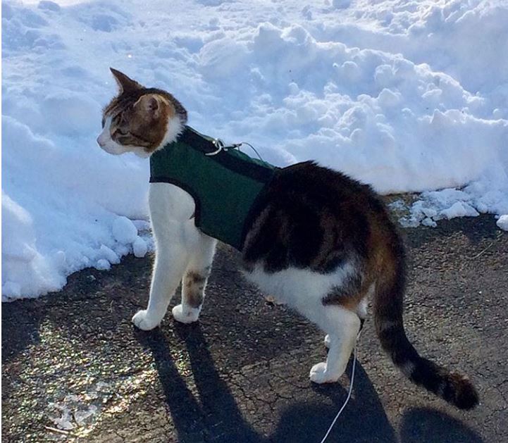 Kitty Holster® Escape-Resistant Cat Harness – Made in USA