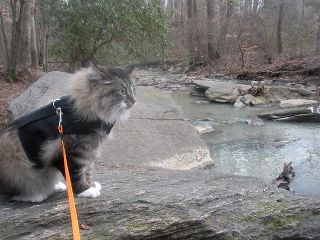 Kitty Holster® Escape-Resistant Cat Harness – Made in USA