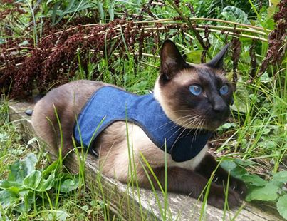 Kitty Holster® Escape-Resistant Cat Harness – Made in USA