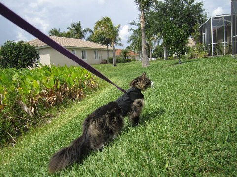 Kitty Holster® Escape-Resistant Cat Harness – Made in USA