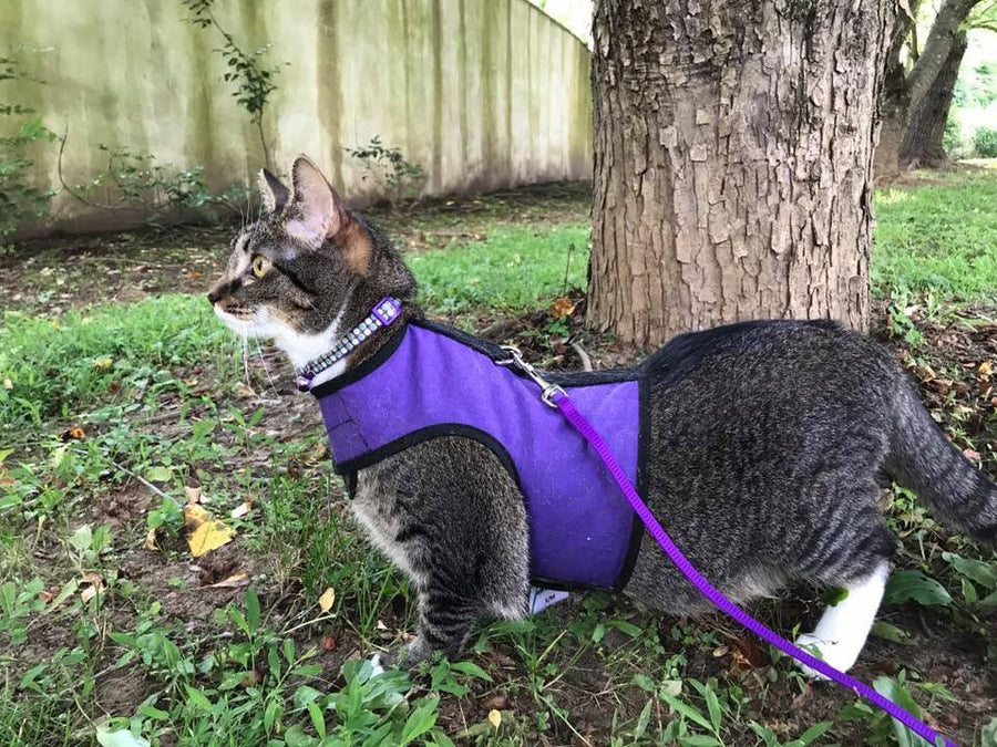 Kitty Holster® Escape-Resistant Cat Harness – Made in USA