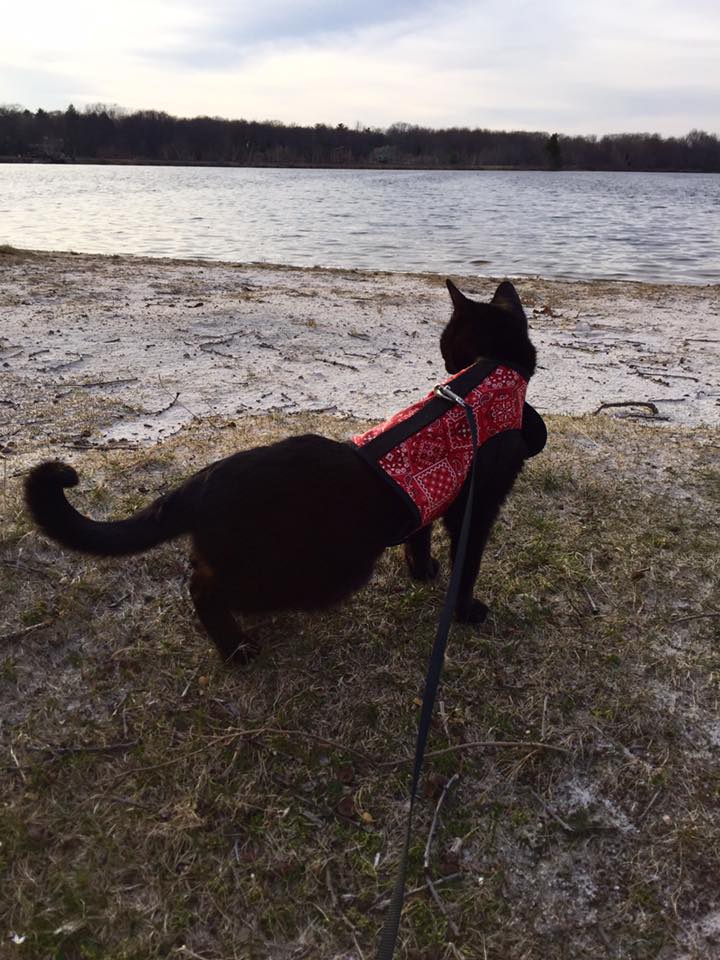 Kitty Holster® Escape-Resistant Cat Harness – Made in USA