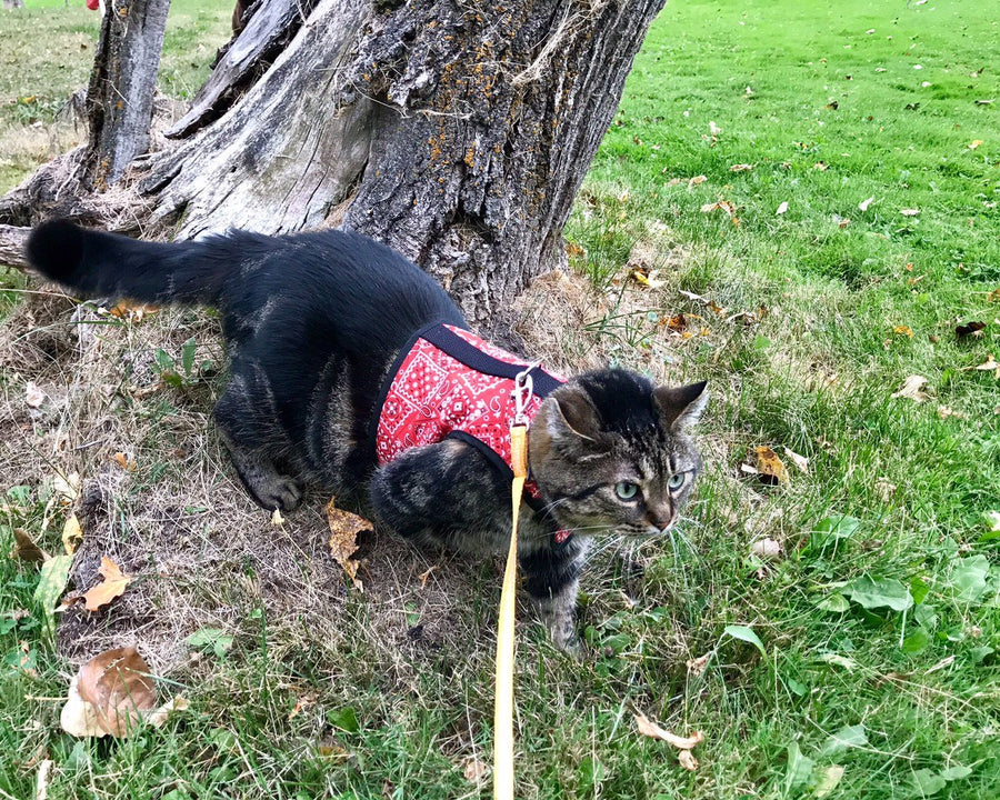 Kitty Holster® Escape-Resistant Cat Harness – Made in USA