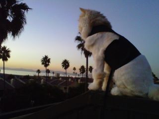 Kitty Holster® Escape-Resistant Cat Harness – Made in USA