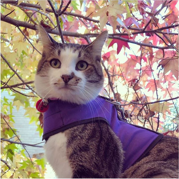 Kitty Holster® Escape-Resistant Cat Harness – Made in USA