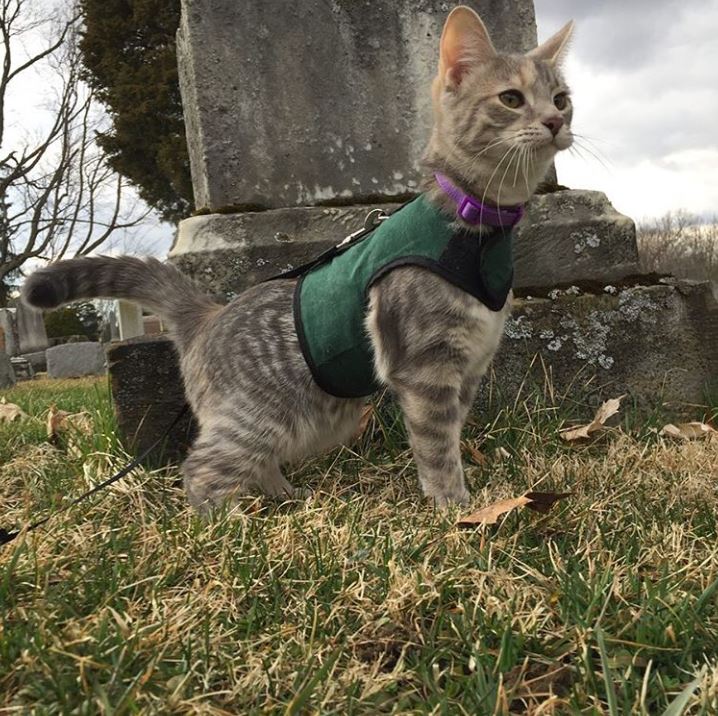 Kitty Holster® Escape-Resistant Cat Harness – Made in USA