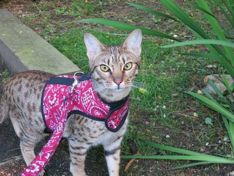Kitty Holster® Escape-Resistant Cat Harness – Made in USA