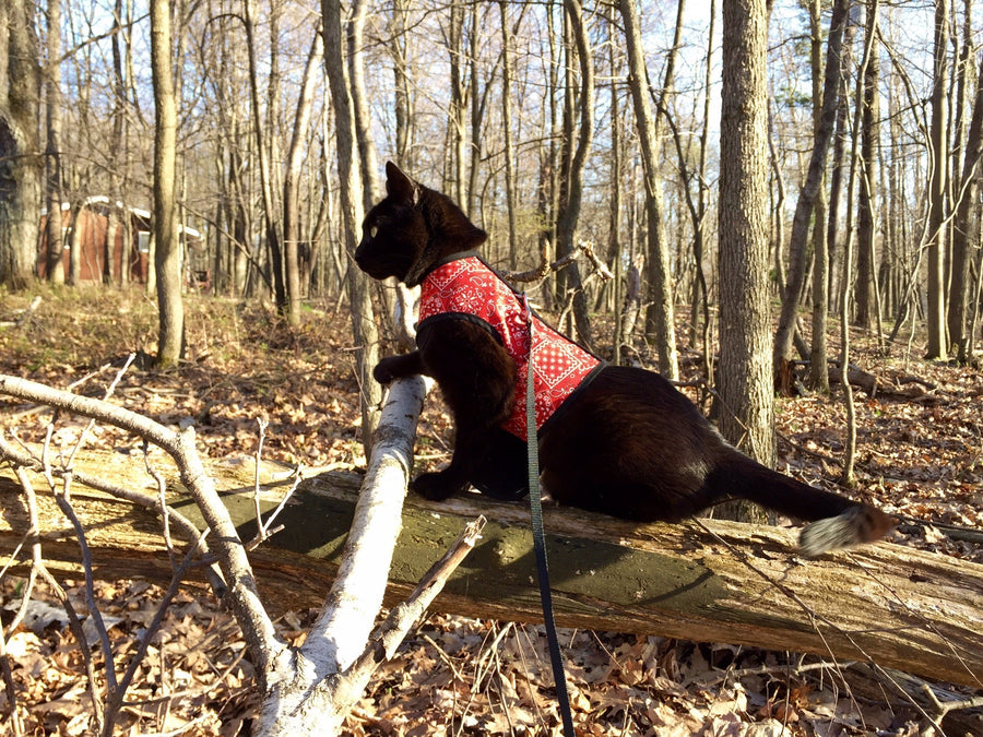 Kitty Holster® Escape-Resistant Cat Harness – Made in USA
