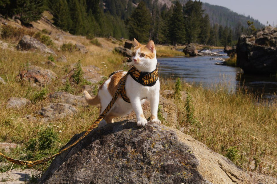 Kitty Holster® Escape-Resistant Cat Harness – Made in USA