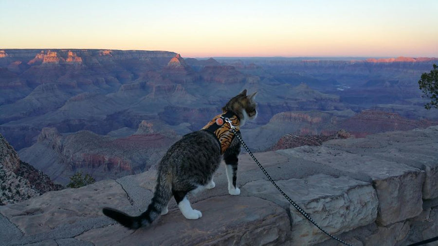 Kitty Holster® Escape-Resistant Cat Harness – Made in USA