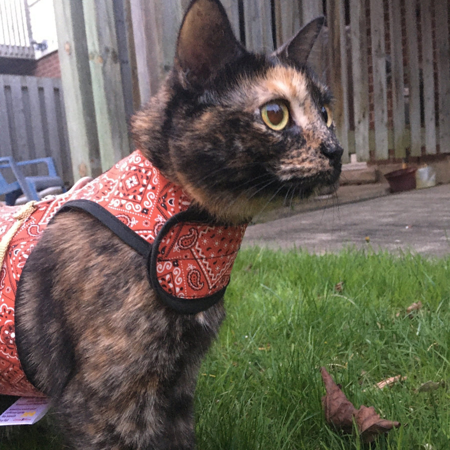 Kitty Holster® Escape-Resistant Cat Harness – Made in USA