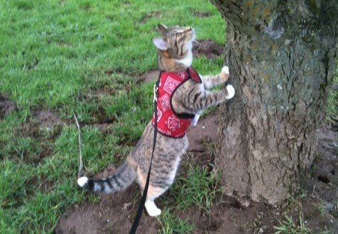 Kitty Holster® Escape-Resistant Cat Harness – Made in USA