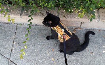 Kitty Holster® Escape-Resistant Cat Harness – Made in USA