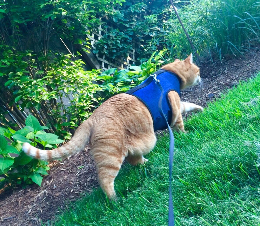 Kitty Holster® Escape-Resistant Cat Harness – Made in USA