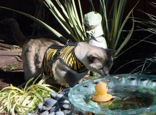 Kitty Holster® Escape-Resistant Cat Harness – Made in USA