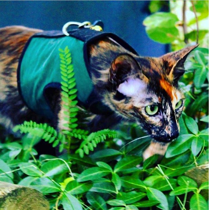 Kitty Holster® Escape-Resistant Cat Harness – Made in USA