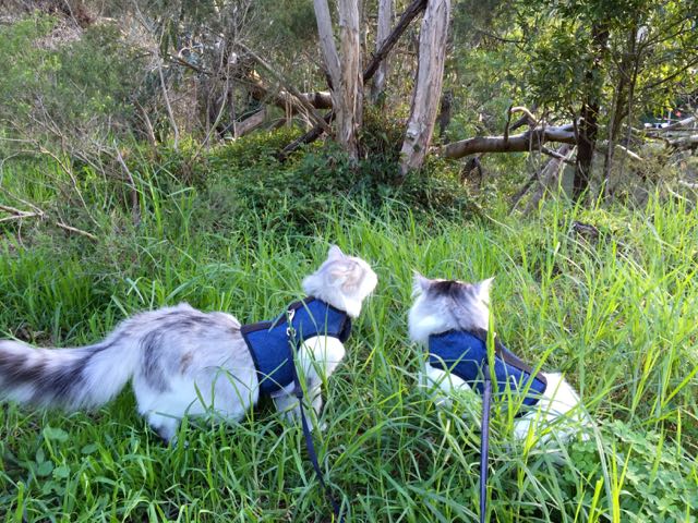 Kitty Holster® Escape-Resistant Cat Harness – Made in USA