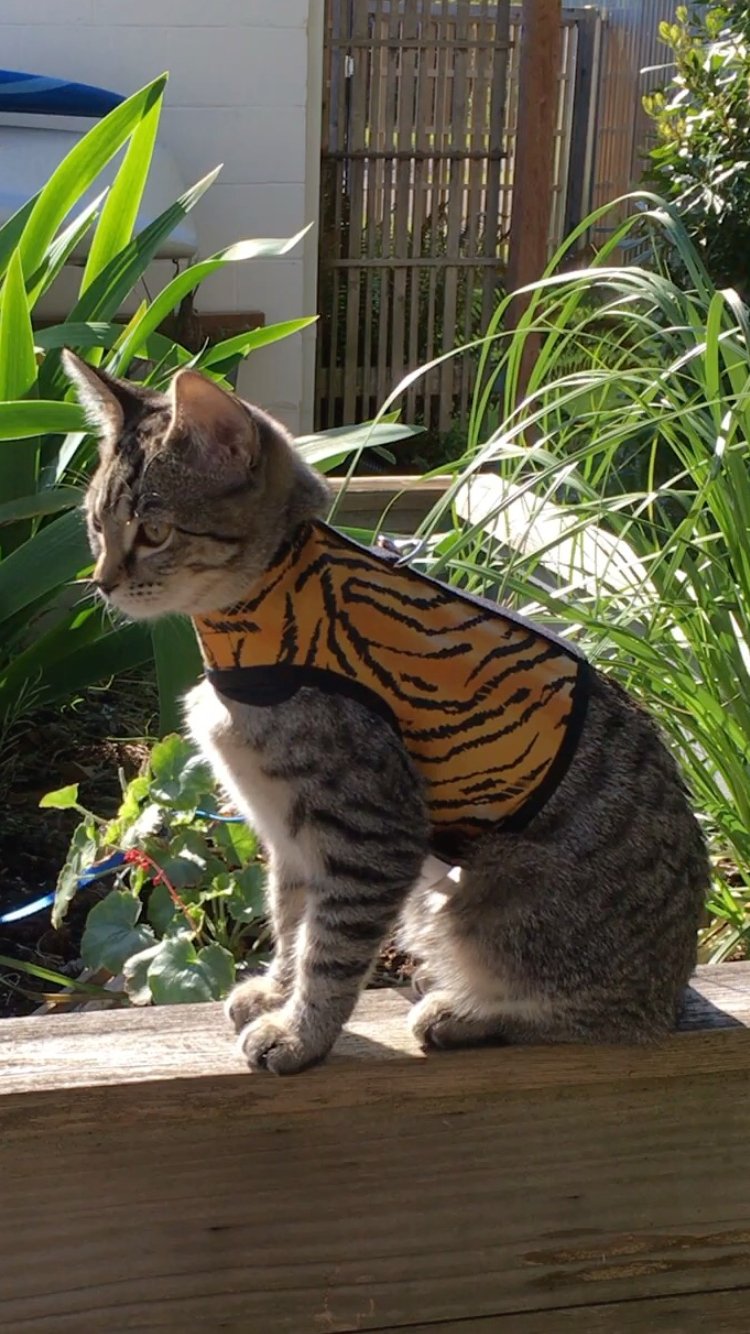 Kitty Holster® Escape-Resistant Cat Harness – Made in USA