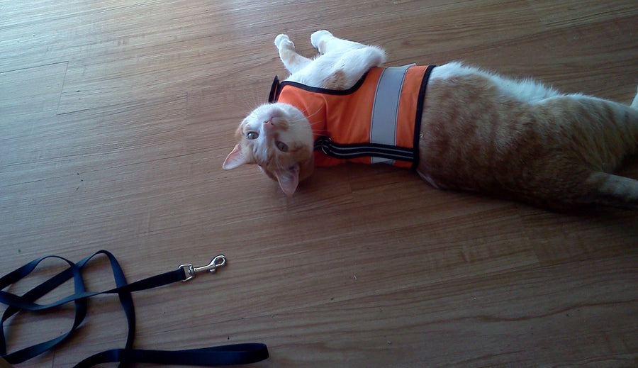 Kitty Holster Cat Harness (Made in USA Reflective Safety Harness)