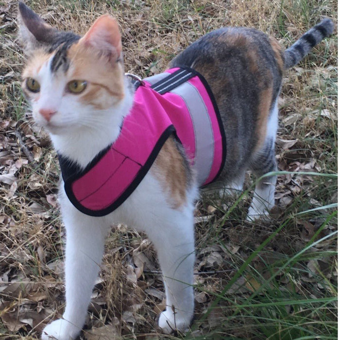 Cat wearing a Flamingo Pink reflective Kitty Holster harness outdoors