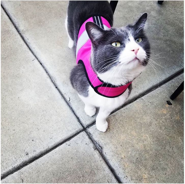 Kitty Holster Cat Harness (Made in USA Reflective Safety Harness)