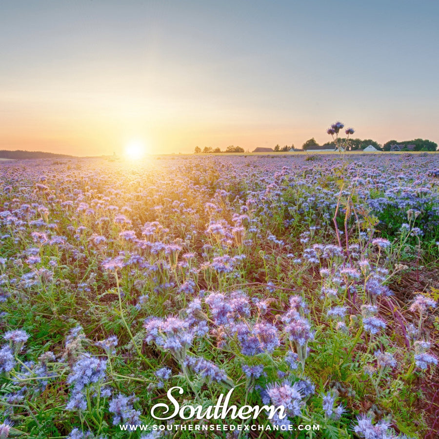 Lacy Phacelia