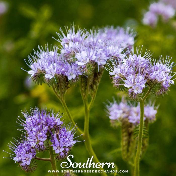 Lacy Phacelia