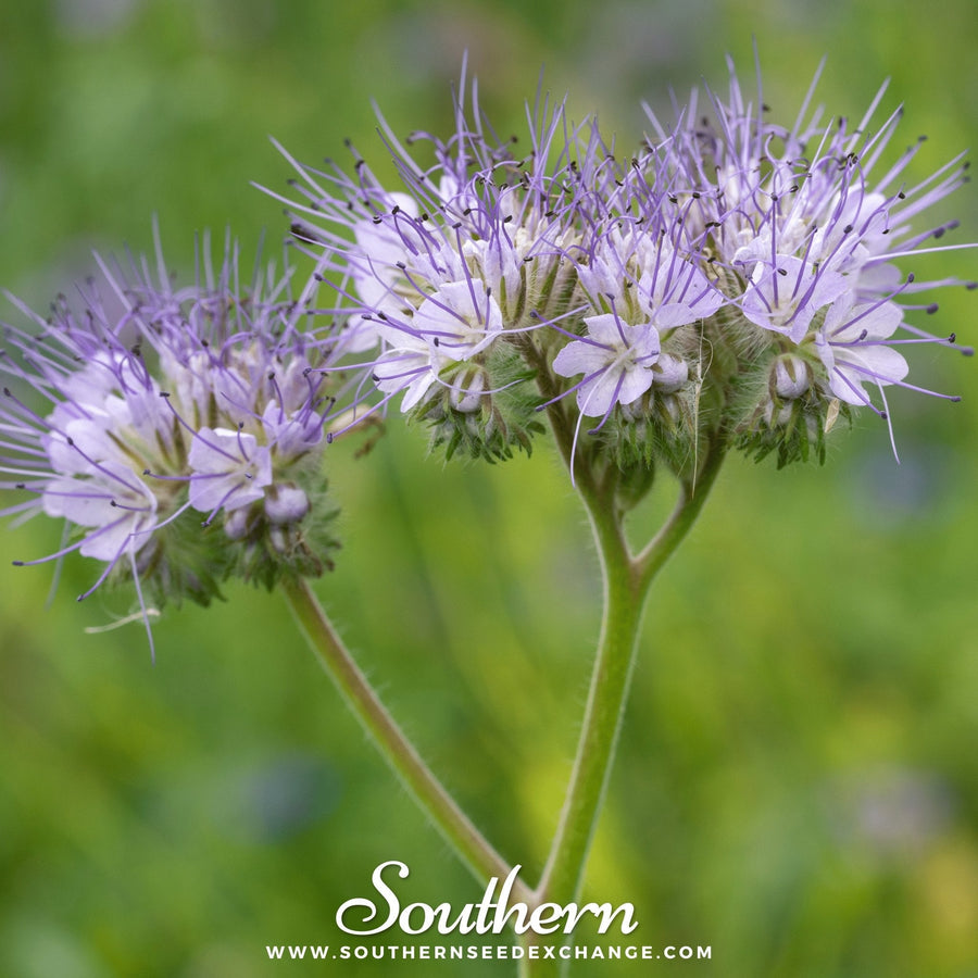 Lacy Phacelia