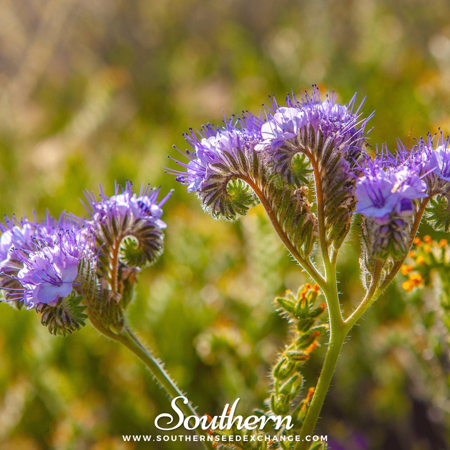 Lacy Phacelia