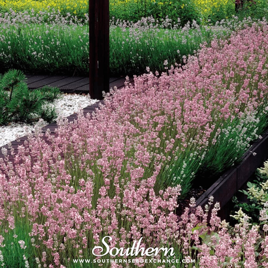 Pink Lavender