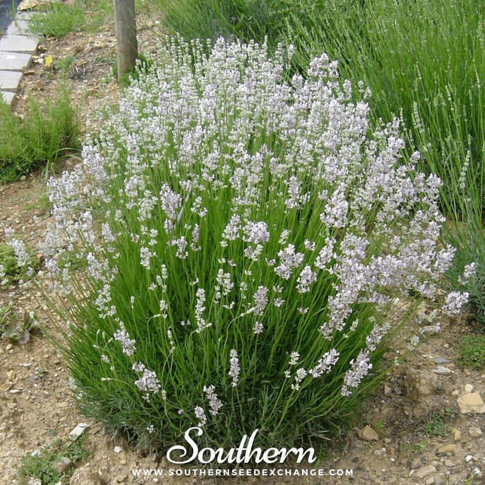 Pink Lavender