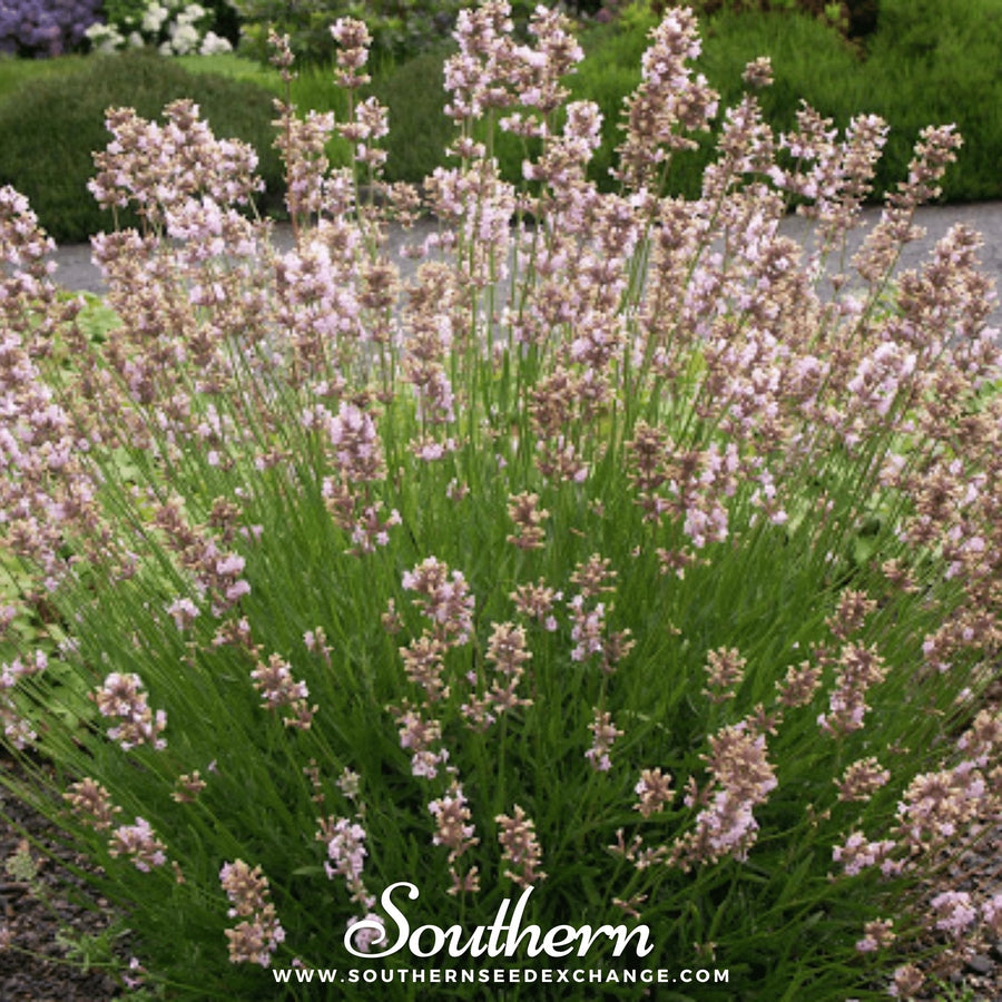 Pink Lavender