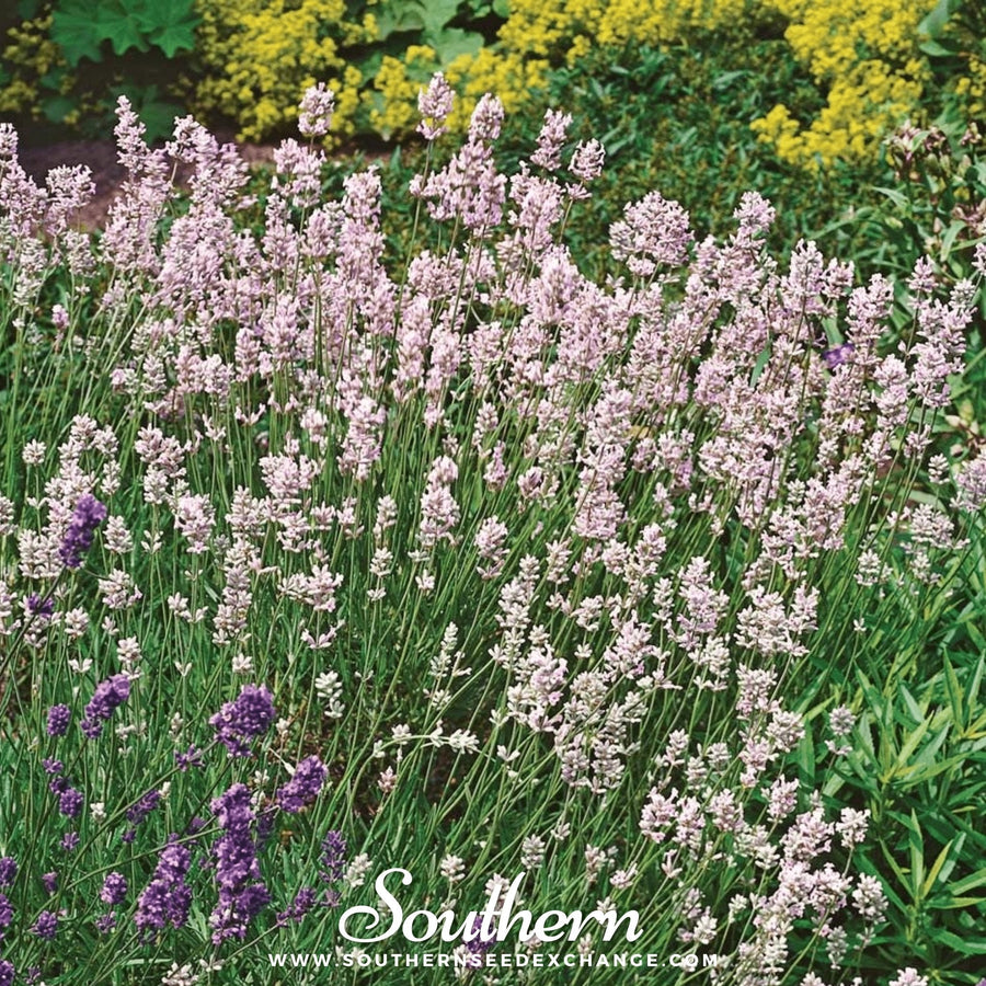Pink Lavender