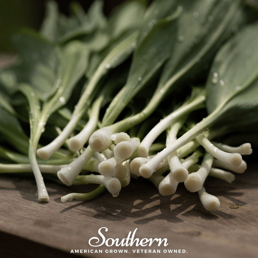 Wild Leek (Ramps) – 10 Seeds