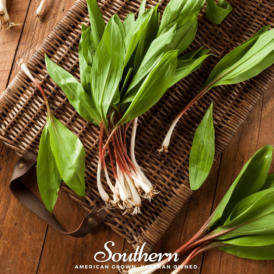 Wild Leek (Ramps) – 10 Seeds