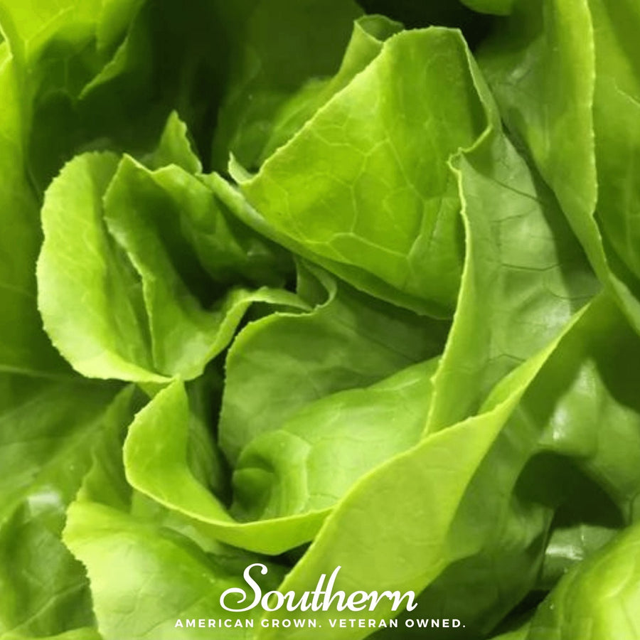 Bibb Summer Lettuce – 500 Seeds