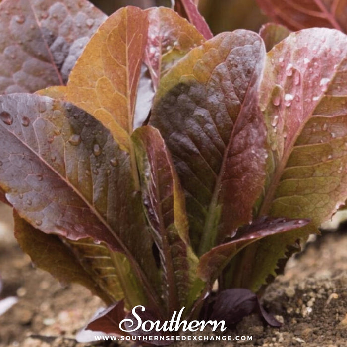 Cimmaron Romaine Lettuce